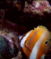 : Coradion chrysozonas; Goldengirdled Coralfish.