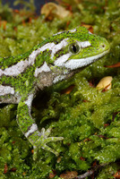 : Naultinus rudis; New Zealand Rough Gecko