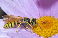 : Philanthus sp.
