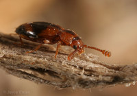 : Phymaphora californica