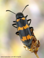 Mylabris variabilis - Blister Beetle