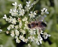 Apis mellifera - Honey Bee