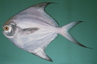 Pampus argenteus, Silver pomfret: fisheries