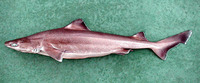 Centrophorus uyato, Little gulper shark: fisheries