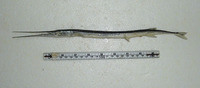 Strongylura marina, Atlantic needlefish: fisheries, gamefish