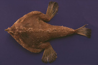Ogcocephalus nasutus, Shortnose batfish: aquarium