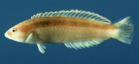Suezichthys gracilis, Slender wrasse: aquarium
