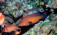 Cephalopholis taeniops, African hind: fisheries