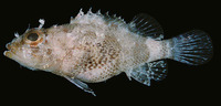 Scorpaenodes kelloggi, Kellogg's scorpionfish: