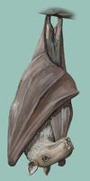 Image of: Hypsignathus monstrosus (hammer-headed fruit bat)