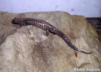 Desmognathus fuscus - Northern Dusky Salamander