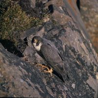 Falco peregrinus tundrius