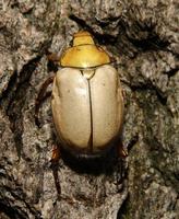 Image of: Cotalpa lanigera (goldsmith beetle)