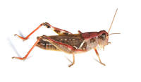 Image of: Melanoplus sanguinipes (migratory grasshopper)