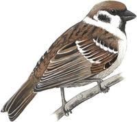 Image of: Passer montanus (Eurasian tree sparrow)