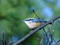 Image of: Sitta canadensis (red-breasted nuthatch)
