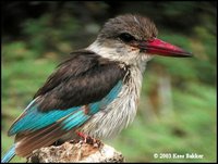 Brown-hooded Kingfisher - Halcyon albiventris