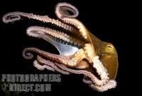Octopus stock photo