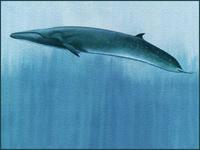 몸길이 27미터, 체중 108톤의 흰긴수염고래(Balaenoptera musculus)로부터 나오는 것.