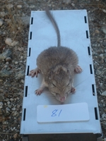 : Chaetodipus baileyi; Bailey's Pocket Mouse
