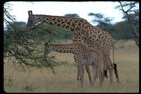 : Giraffa camelopardalis ssp. tippelskirchi; Masai Giraffe