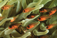 Apogon quadrisquamatus, Sawcheek cardinalfish: