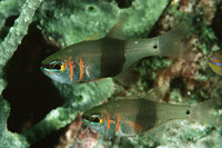 Archamia zosterophora, Blackbelted cardinalfish: