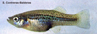 Gambusia hurtadoi, Crescent gambusia: aquarium