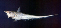 Coelorinchus anatirostris, Duckbill grenadier: fisheries