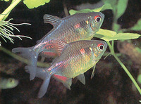 Hemigrammus pulcher, Garnet tetra: aquarium