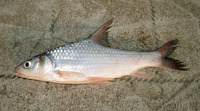 Cyclocheilichthys enoplus, : fisheries, aquaculture