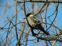 Cracticus torquatus - Grey Butcherbird
