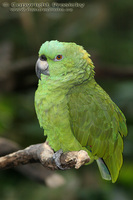 Amazona farinosa - Mealy Parrot