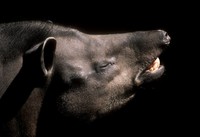 Tapirus terrestris - South American Tapir