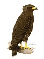 Image of: Spilornis elgini (Andaman serpent-eagle)