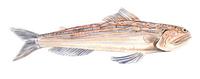 Image of: Trachinocephalus myops (snakefish)