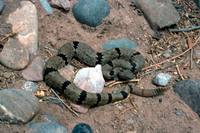 Crotalus lepidus klauberi - Banded Rock Rattlesnake