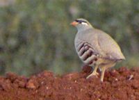 See-see Partridge - Ammoperdix griseogularis