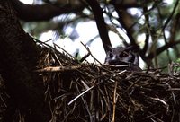 Verreaux's Eagle-Owl - Bubo lacteus