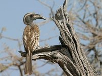 African Gray Hornbill - Tockus nasutus