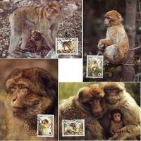 Algeria Barbary Macaque Set of 4 official Maxicards