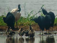 ...Black Heron (Svarthäger) - Egretta ardesiaca - Sacred Ibis (Helig ibis) - Threskiornis aethiopic