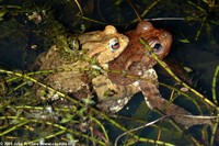 : Bufo bufo; Common Toad