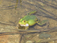 : Rana esculenta; Green Frog
