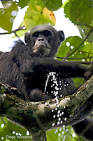 : Pan troglodytes schweinfurthii; Chimpanzee