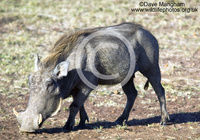 : Phacochoerus africanus; Warthog