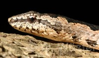 : Hemirhagerrhis nototaenia; Bark Snake