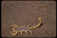 : Centruroides sp.; Hairy Scorpion