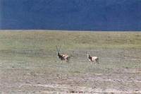 티벳영양 Tibetan Antelope, Chiru (Pantholops hodgsonii)