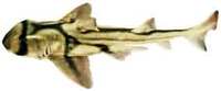 Port Jackson Shark - Heterodontus portusjacksoni